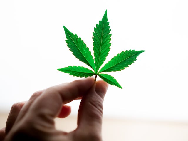 Cannabis et la Loi : Naviguer dans la Légalisation
